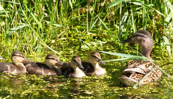 Stockente Wildenten Anas Platyrhynchos Weibchen Mutter Mit Brut Schwimmt Fluss — Stockfoto