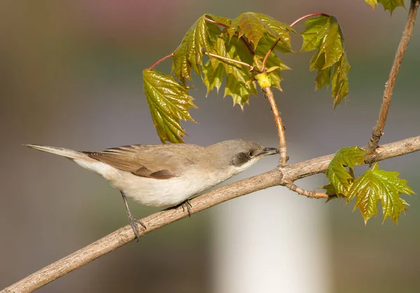 Lesser Whitethroat Sylvia Curruca Bird Eats Insects — Stock Photo, Image