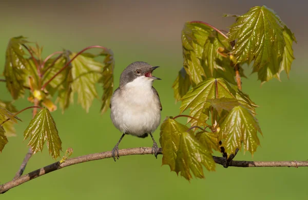 Lesser Whitethroat Sylvia Curruca Bird Sings Sitting Branch Young Leaves — Stock Photo, Image