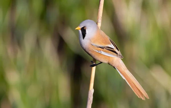 Bearded Tit Panurus Biarmicus Male Bird Sits Reed Light Morning — Stock Fotó