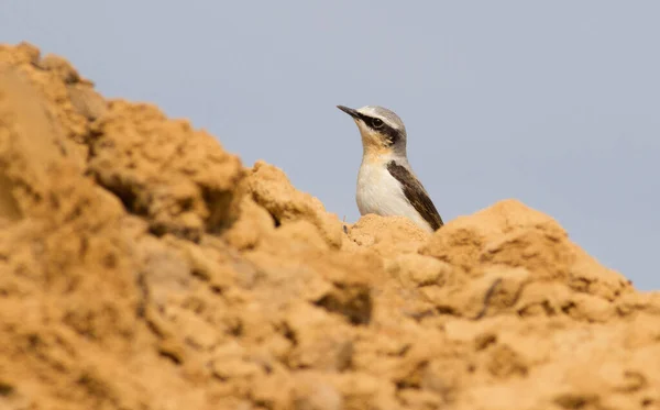 Steinschmätzer Önanthe Ein Männlicher Vogel Sitzt Einem Sandsteinbruch Auf Einem — Stockfoto