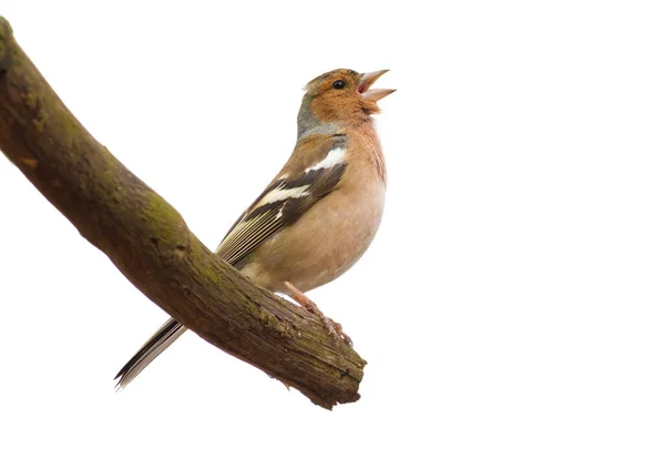 Pěnkava Pěnkava Fringilla Pták Izolovaný Zpívá Když Sedí Větvi — Stock fotografie