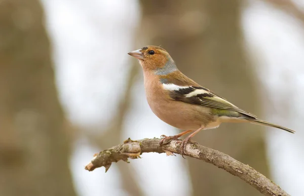 Finch Chaffinch Fringilla Bird Forest Sits Branch — Stock Photo, Image