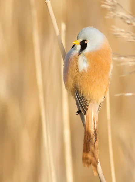 Bearded Tit Panurus Biarmicus Bird Sitting Reed River Early Sunny — Stock Photo, Image