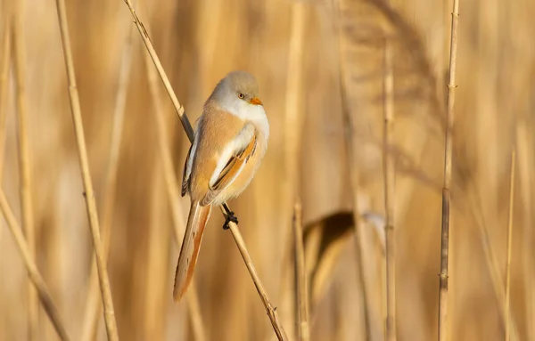 Bearded Tit Panurus Biarmicus Bird Sitting Reed Female — Stockfoto