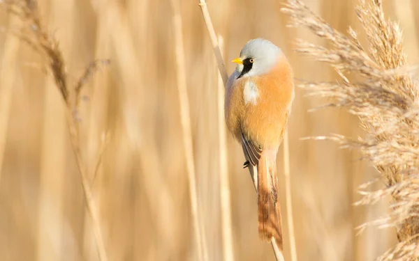 Bearded Tit Panurus Biarmicus Bird Sitting Reed River Early Sunny — Stock Photo, Image