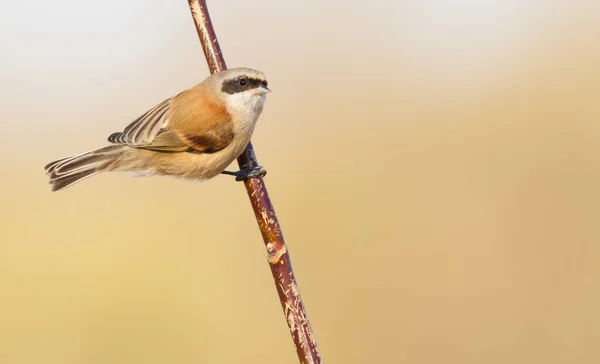 Penduline Tit Remiz Bird Sits Thin Branch Isolated — Stock fotografie