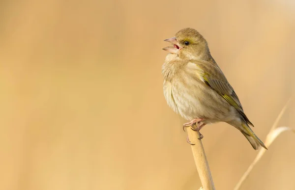 Greenfinch Cloris Pájaro Sienta Una Caña Canta —  Fotos de Stock