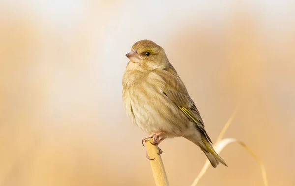 Greenfinch Cloris Pájaro Sienta Una Caña Primer Plano —  Fotos de Stock