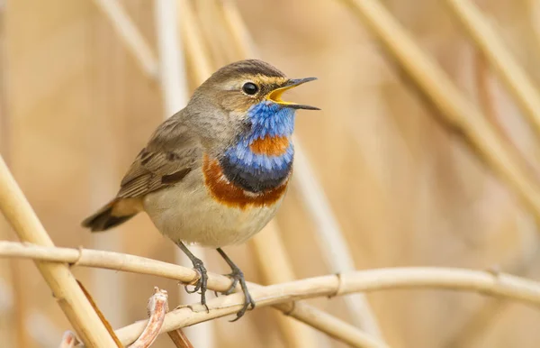 Bluethroat, Luscinia svecica. Kuş ötüyor