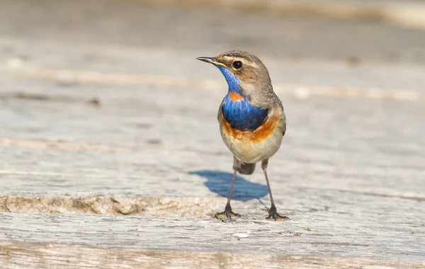 Bluethroat, Luscinia svecica. Kuş bakışı. Bir balıkçı köprüsünde duruyor