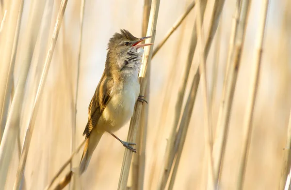 Buluh Besar Akrosefalus Arundinaceus Burung Bernyanyi Sambil Duduk Alang Alang — Stok Foto