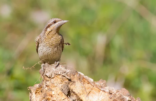 Fågelhals Jynx Fågel Sittande Stubbe — Stockfoto