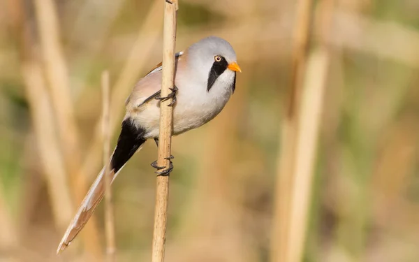Bearded Tit Panurus Biarmicus Male Bird Clings Reed Stalk — ストック写真