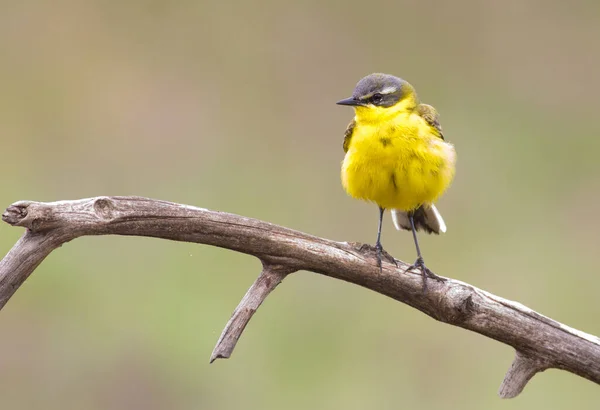 Blue Headed Wagtail Motacilla Flava Bird Sits Dry Old Branch — Stock Photo, Image