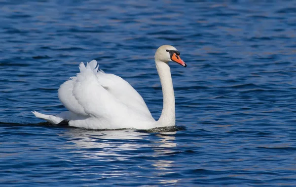 Немой Лебедь Птица Плавающая Реке — стоковое фото