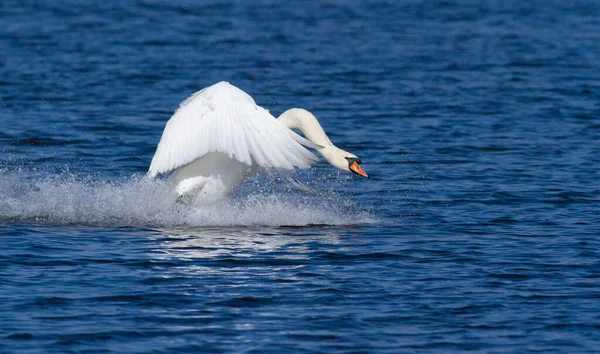 Немой Лебедь Птица Бежит Воде — стоковое фото