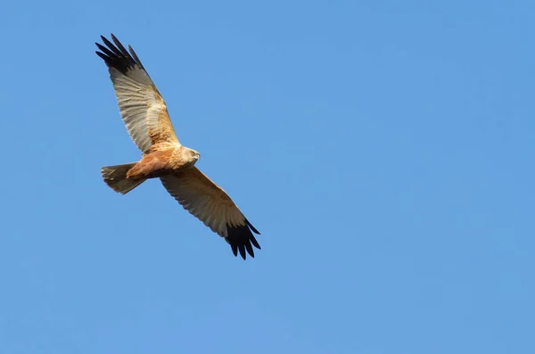 Marsh Harrier Uccello Vola Contro Cielo — Foto Stock