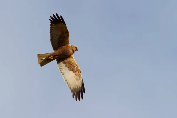 Marsh Harrier Uccello Vola Contro Cielo — Foto Stock