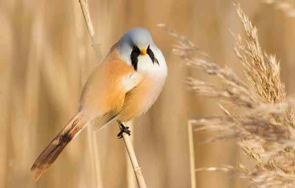 Bearded Tit Panurus Biarmicus Bird Sitting Reed River Early Sunny — Stockfoto