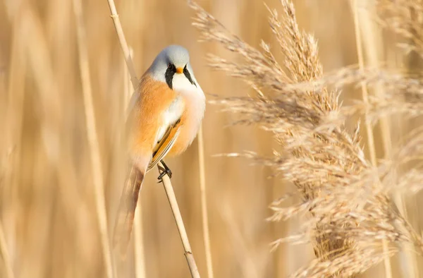 Bearded Tit Panurus Biarmicus Bird Sitting Reed River Early Sunny — ストック写真