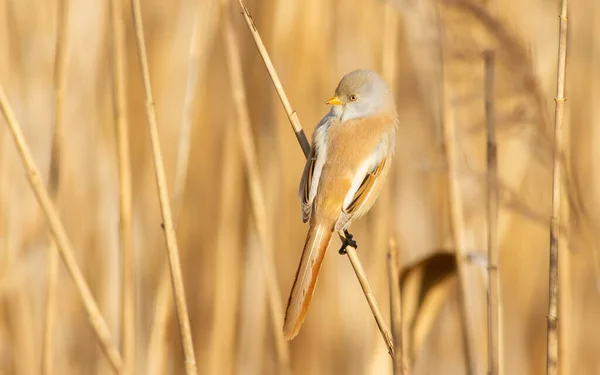 Bearded Tit Panurus Biarmicus Bird Sitting Reed Female — Stok Foto