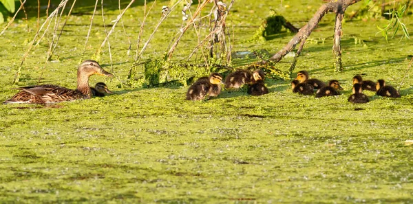 Mallard Pato Selvagem Anas Platyrhynchos Uma Fêmea Com Pintos Nada — Fotografia de Stock