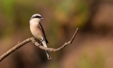 Kırmızı sırtlı örümcekkuşu, Lanius Collurio. Kuş eski bir dala oturur. Erkek, yaklaş.