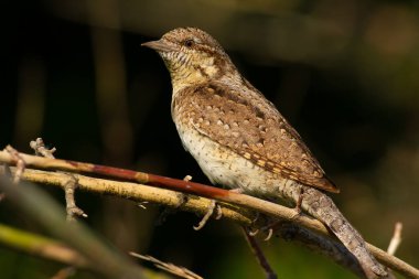 Köylü, jynx. Kuş çalıların arasına saklandı.