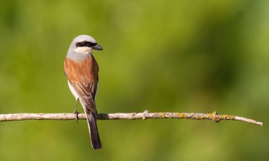 Kırmızı sırtlı örümcekkuşu, Lanius Collurio. Kuş eski bir dala oturur. Erkek, yaklaş.