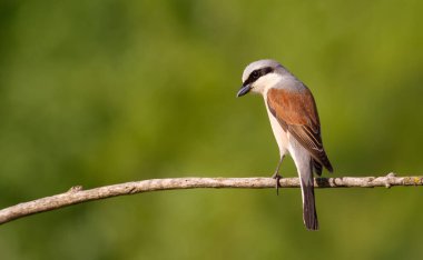 Kırmızı sırtlı örümcekkuşu, Lanius Collurio. Kuş eski bir dala oturur. Erkek, yaklaş.