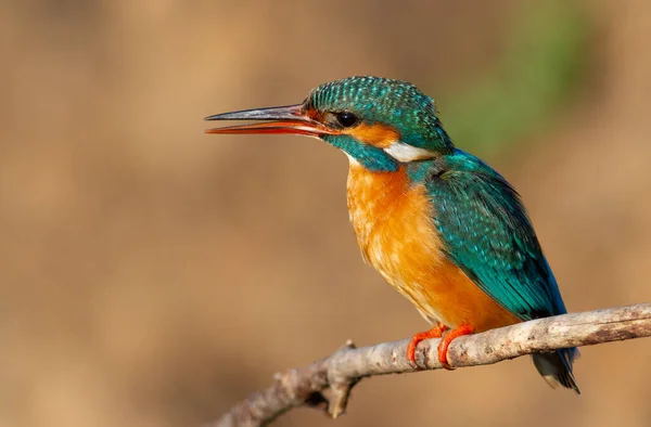 Kingfisher Itt Alcedo Egy Hím Madár Egy Ágon Fészek Közelében — Stock Fotó