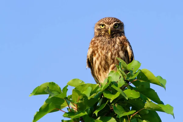 Piccolo Gufo Athene Noctua Uccello Adulto Siede Sulla Cima Giovane — Foto Stock