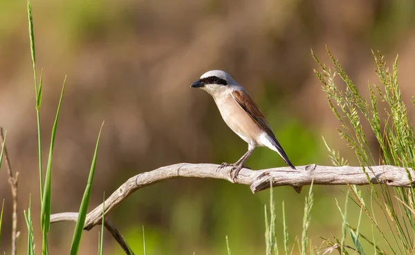 Red Backed Shrike Lanius Collurio Bird Sits Old Branch Male — Stock Photo, Image