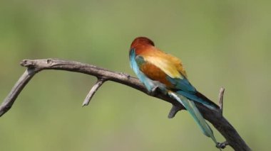 Arı yiyici, merops apiaster. Yetişkin kuş kuru bir dala oturur..
