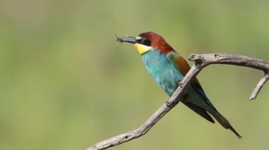 Arı yiyici, merops apiaster. Yetişkin kuş kuru bir dala oturmuş, gagasında bir arı tutuyor..