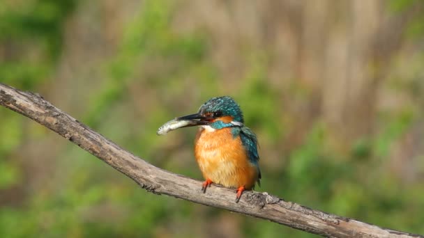 Kingfisher Calcedo Esto Macho Adulto Sienta Una Rama Sostiene Pico — Vídeo de stock