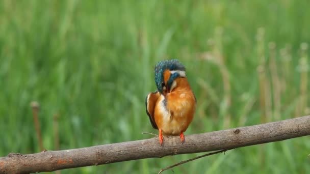 Kingfisher Alcedo Atthis Adult Female Sits Branch Cleans Her Feathers — Stock Video