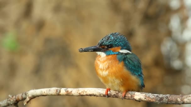 Alcedo Kingfisher Adult Male Sits Branch His Nest Located Nearby — Stock Video
