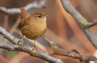 Wren, troglodytes. Very little bird sitting on a branch, characterized by beautiful and loud singing. clipart