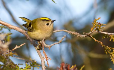 Goldcrest, Regulus Regulus, altın tepeli krallık. Avrasya 'daki en küçük kuş..