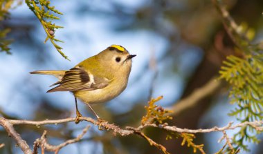 Goldcrest, Regulus Regulus, altın tepeli krallık. Avrasya 'daki en küçük kuş..