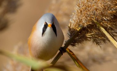 Bearded tit, panurus biarmicus. A male bird sits in a reed. He has a wonderful mustache.