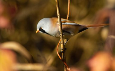 Bearded tit, panurus biarmicus. A male bird sits in a reed. He has a wonderful mustache.