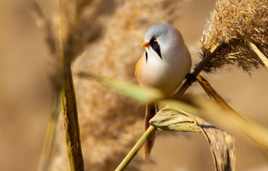 Bearded tit, panurus biarmicus. A male bird sits in a reed. He has a wonderful mustache.