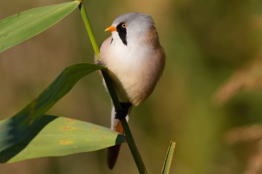 Bearded tit, panurus biarmicus. A male bird climbs in the early morning on reeds on the riverbank in search of food.