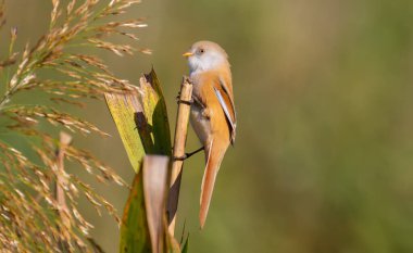 Bearded tit, panurus biarmicus. A female bird sits at dawn on a reed. She, unlike the male, has no mustache.