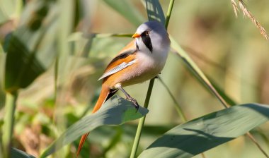 Bearded tit, panurus biarmicus. A male bird climbs in the early morning on reeds on the riverbank in search of food.