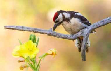 Greater spotted woodpecker, dendrocopos major. In the early morning, a young bird sat on a branch next to a beautiful flower. Beautiful bokeh clipart