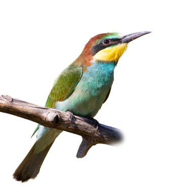 Avrupalı arı yiyici, merops apiaster. Genç bir kuş, soyutlanmış bir dalda oturuyor. Beyaz arka plan. Yazdırma, tasarım, düzen ve benzeri şeyler için.